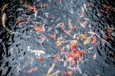 High angle view of koi carps swimming in lake