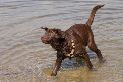 High angle view of wet dog in lake