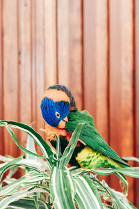 A beautiful rainbow parrot, trichoglossus moluccanus, cleans its feathers.