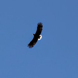 Low angle view of bird flying over blue sky