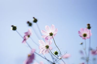 Close-up of pink flowers against clear sky