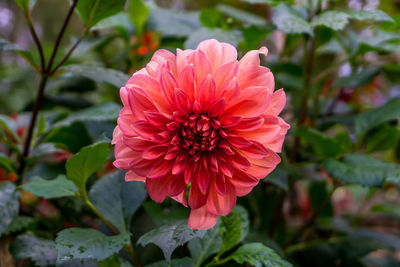 Close-up of flower blooming outdoors