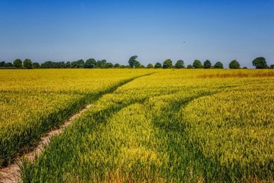 Scenic view of agricultural field against clear sky