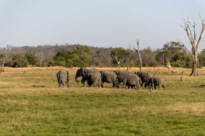 Elephants in a field