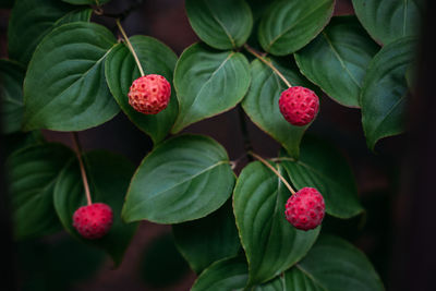 Kousa, kousa dogwood, chinese korean japanese dogwood. close up of bright red autumn fruit on