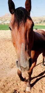 Horse in ranch