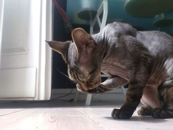 Cat relaxing on tiled floor