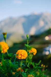 Close-up of yellow flowering plant on field