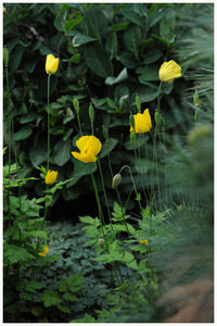 Close-up of yellow daffodil flowers