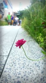 Close-up of red flower blooming outdoors