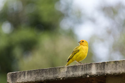 Close-up of bird perching on retaining wall