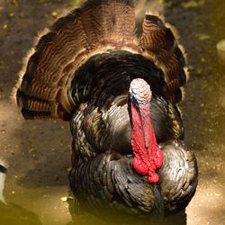 The turkey, meleagris gallopavo is a large bird in the genus meleagris, males of turkey 