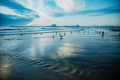 Flock of birds on beach