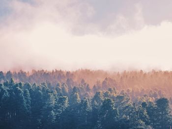 Trees in forest against sky during winter