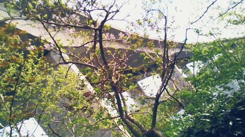 Low angle view of fresh flower tree against sky