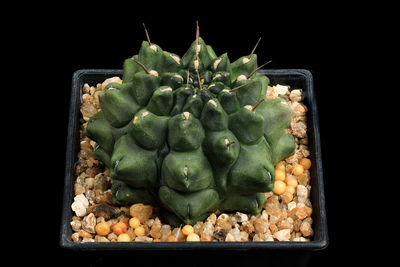 Directly above shot of lemon slice against black background