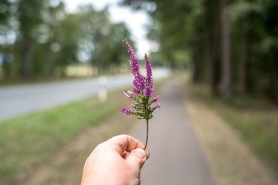 Close-up of hand holding purple flowering plant