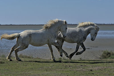 Horse running on beach against sky