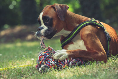 Dog relaxing on grassy field