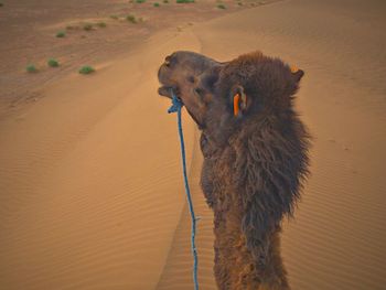 View of a dog on sand