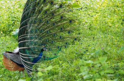 Close-up of a peacock