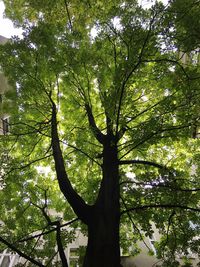 Low angle view of trees