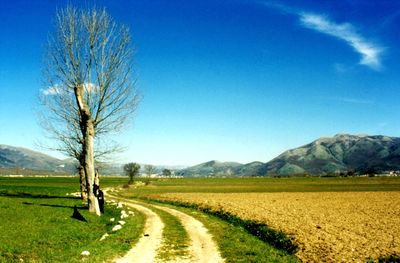 Scenic view of agricultural field against blue sky