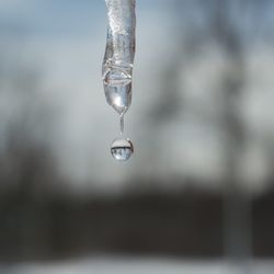 Water drop falling from icicle during winter