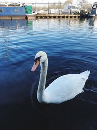 Swan swimming in lake