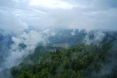 Scenic view of forest against sky