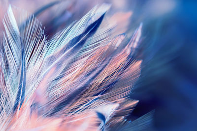 Full frame shot of feather