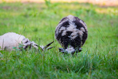 High angle view of dog on field