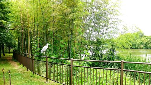 Gray heron perching on railing by trees against clear sky