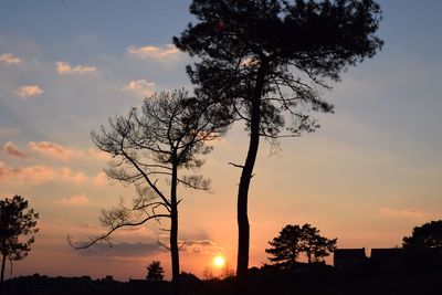 Silhouette of trees at sunset