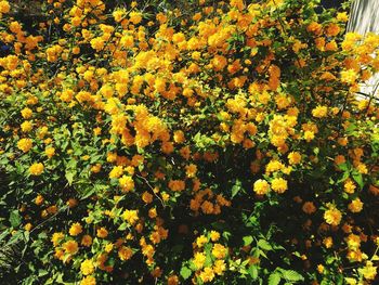 Close-up of yellow flowers