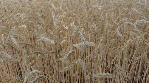 Crops growing on field against sky