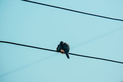 Low angle view of bird perching on cable against sky