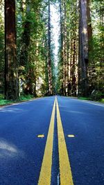 Road amidst trees in forest