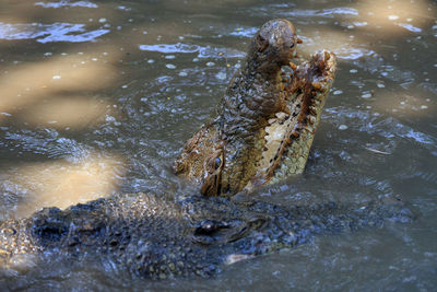 High angle view of crocodile in lake