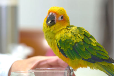 Close-up of parrot perching on a hand