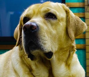 Close-up portrait of dog