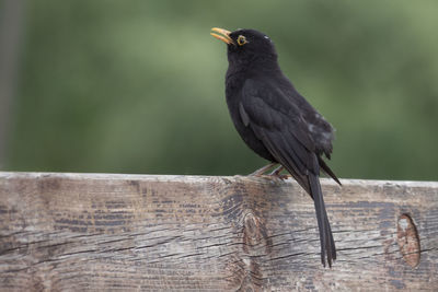 Close-up of bird perching on wood