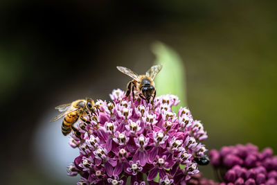 Close-up of bee pollinating on purple flower