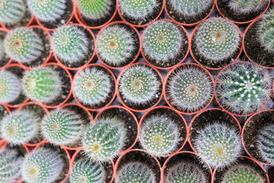 Full frame shot of succulent plants