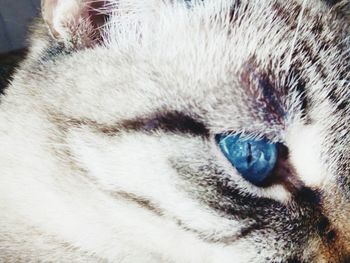 Close-up of cat