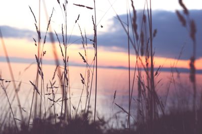 Close-up of grass against sky during sunset