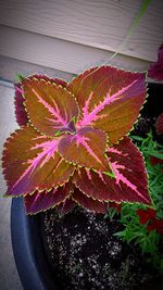 Close-up of multi colored leaves