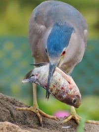 Close-up of bird