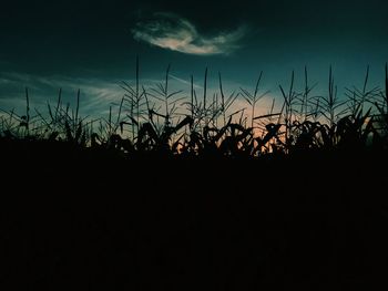 Low angle view of silhouette plants on field against sky at sunset