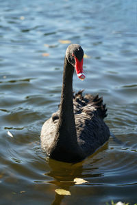 Black swans swimming in lake